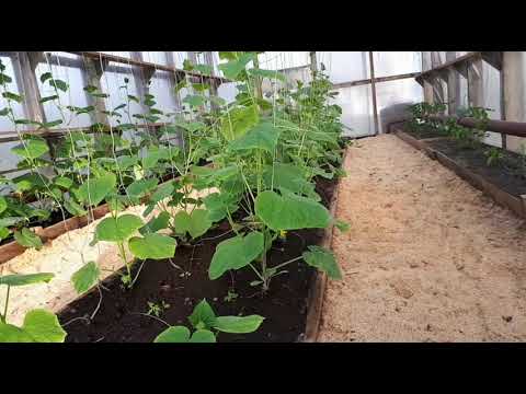 Видео: Attantion!!!  Серый налет на земле!