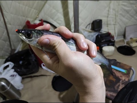 Видео: Рыбалка на Рипуса по перволёдью 28.11.21/ ПОКЛЁВКА за ПОКЛЁВКОЙ всю НОЧЬ!!!