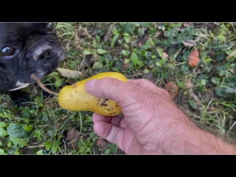 Видео: Осенняя прогулка 🍁 🍂🍁