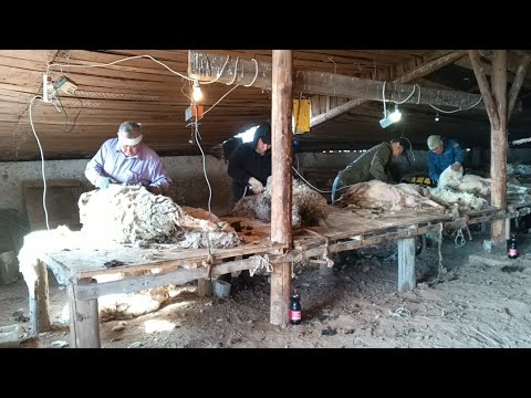 Видео: Стрижка овец в Калмыкии (28.04.2025)