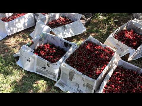 Видео: Боги гелос ва малина дар Хисор