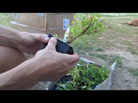 Видео: Распаковка посылки с растениями от Зелені Янголи. 2024. Все как есть.