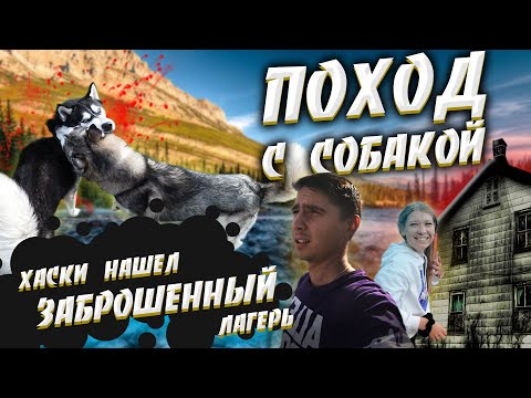 Видео: Однодневный поход с собакой  | Прогулялся с ХАСКИ в лесу