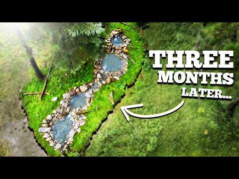 Видео: Что случилось с прудом для купания птиц, который я построил?