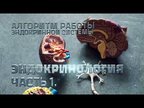 Видео: Алгоритм работы эндокринной системы. Эндокринология. Часть 1.