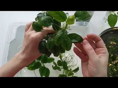 Видео: 5 способов борьбы с обрастаниями на анубиасах