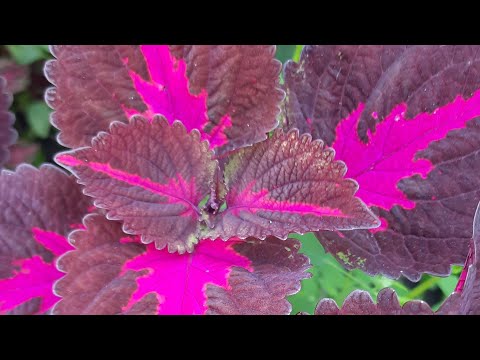Видео: Не получается сохранить колеусы??? Я вас научу