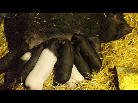 Видео: В'єтнамські поросята, місяць від народження!Та з скількох місяців можна парувати льошку!