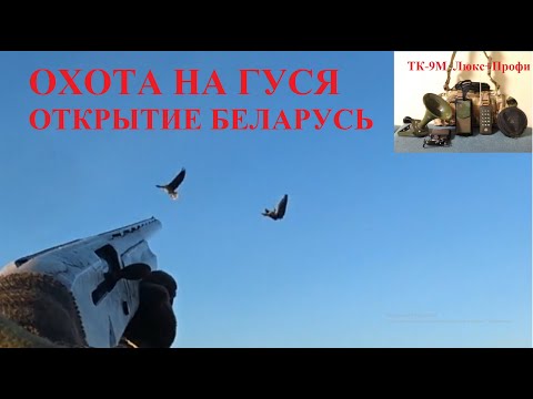 Видео: Охота на гуся, Гуменник уже здесь, Беларусь