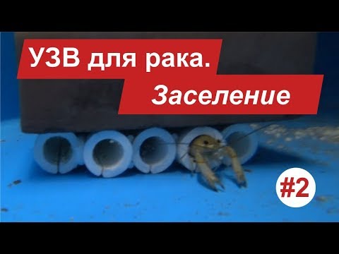 Видео: УЗВ для рака. Заселение.