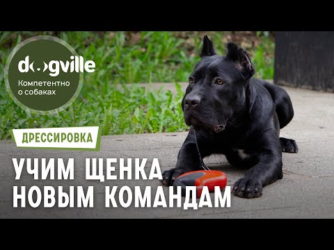 Видео: Изучение команд «Место» и «Рядом» – Дрессировка щенка кане-корсо