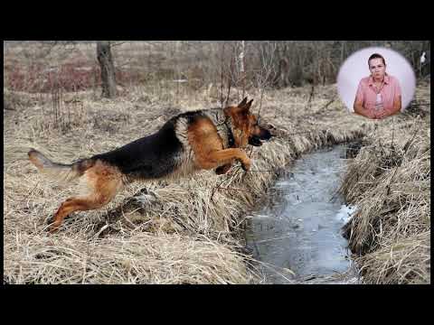 Видео: Тренинг Немецкой Овчарки. От щенка до взрослой собаки.