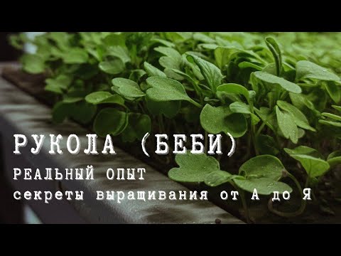 Видео: ПОСАДКА И ВЫРАЩИВАНИЕ РУККОЛЫ / РЕАЛЬНЫЙ ОПЫТ / АЭРОПОНИКА / МИКРОЗЕЛЕНЬ