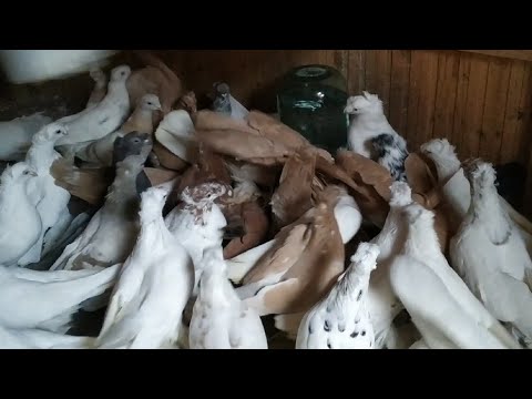 Видео: Отрывать бошки или проводить профилактику ласотой каждый выбирает сам.