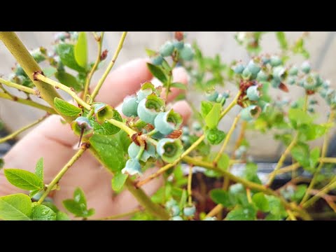 Видео: 79. ГОЛУБИКА на БАЛКОНЕ, цветет ОГУРЕЦ, ИНЖИР, помидоры, горох! Растут черенки ВИНОГРАДА, рассада