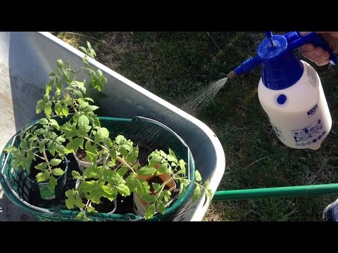 Видео: 188. Мои секреты посадки помидоров в теплицу