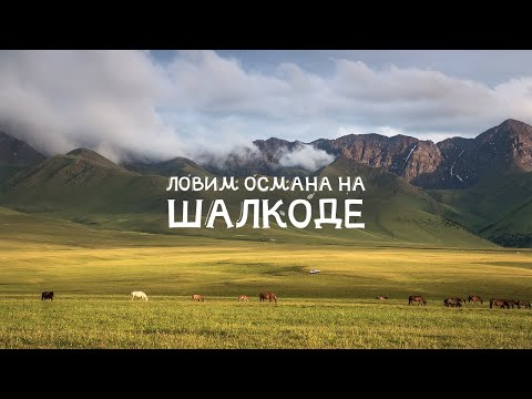 Видео: Ловим голого Османа на реке Шалкоде. Казахстан.