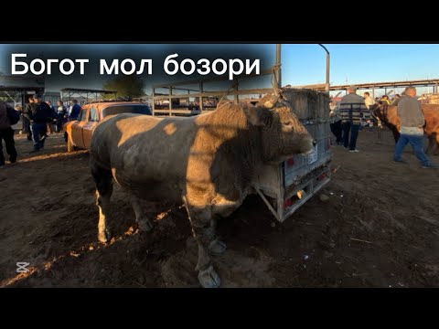 Видео: БОГОТ МОЛ БОЗОРИ САВДОЛАР ОЛАМИ БУГУН БОЗОР АВЖИДА 17.09.2025