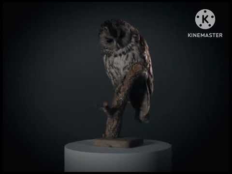 Видео: Birthday Countdown 19: KinoNOVA - Шапки (2011)