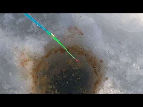 Видео: ПРОБУРИЛ ЛУНКУ ПОД ДЕРЕВОМ, ЗАСУНУЛ КАМЕРУ И РУКИ ЗАТРЯСЛИСЬ. БЕЗМОТЫЛКА