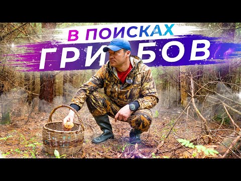 Видео: Поход за грибами в северном лесу
