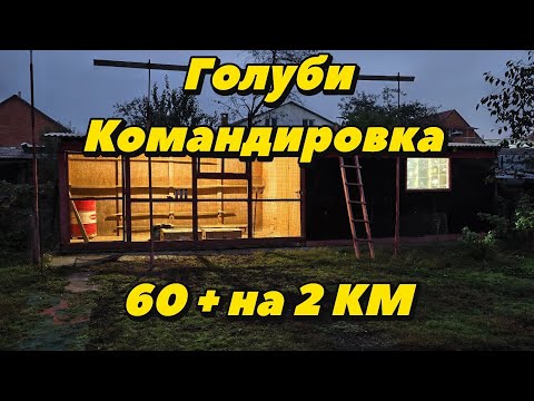 Видео: Голуби половина пропала???