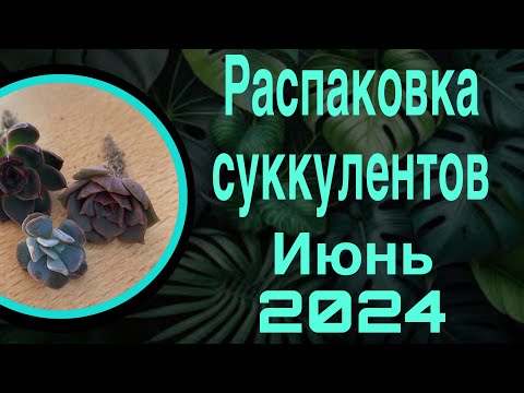 Видео: Распаковка сукулентов июнь 2024 😍