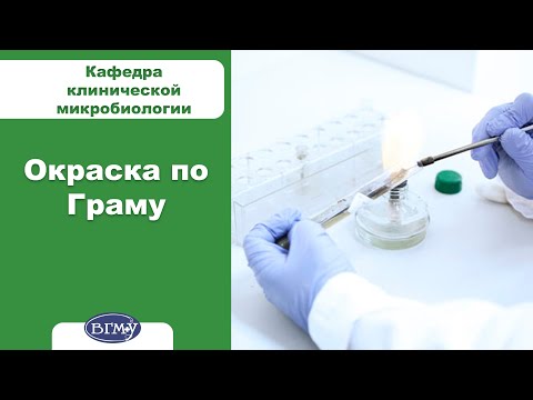 Видео: 4. Окраска по Граму