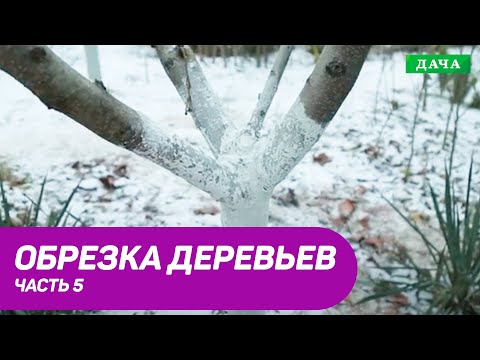 Видео: Правила и техника обрезки плодовых деревьев. Часть 5.