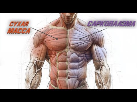 Видео: На 100% Рабочая Программа для Роста Мышц