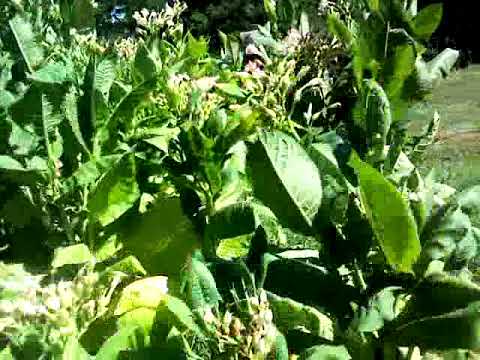 Видео: Минеральные удобрения, применять или нет