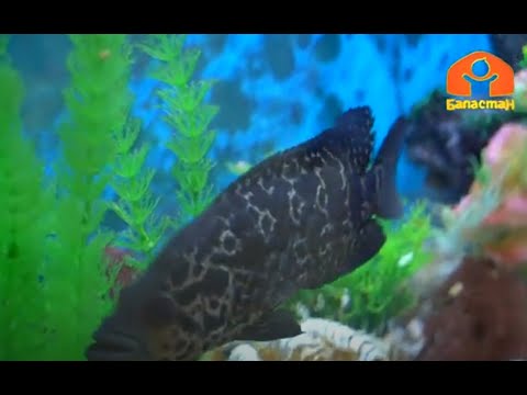 Видео: Балык | Сага кызыкпы?