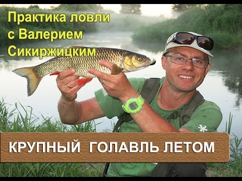 Видео: Крупный голавль летом. Практика ловли с Валерием Сикиржицким.
