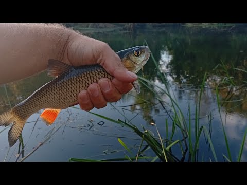 Видео: З мормишкою за головнем. Частина 1.