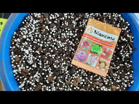 Видео: Какой ГРУНТ подходит для фиалок. МОЙ СЕКРЕТ УСПЕШНОГО ВЫРАЩИВАНИЯ ФИАЛОК#2