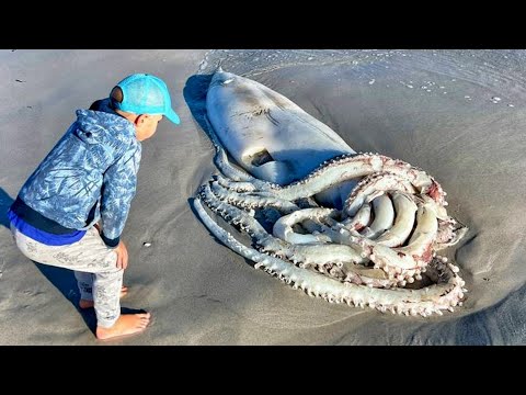 Видео: Мальчик Спас выброшенного на берег Осьминога, а затем произошло что-то Невероятное!