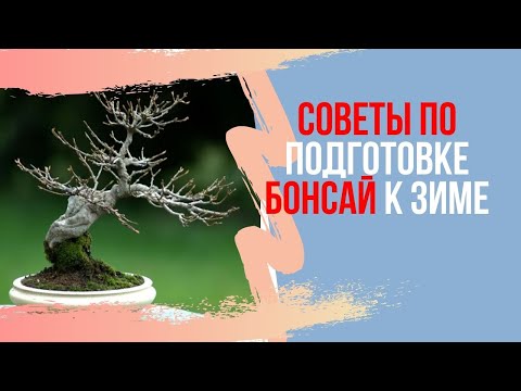 Видео: Подготовка БОНСАЙ к зиме в осенний период. How to Winterize bonsai