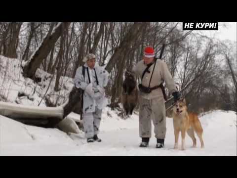 Видео: Охота с лайкой на енотовидную собаку. Охота на енота . 2018