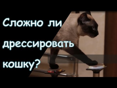 Видео: Как правильно дрессировать кошек. Наследники Куклачёва. Дрессированный кот.