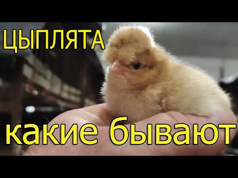 Видео: Как выглядят цыплята разных пород