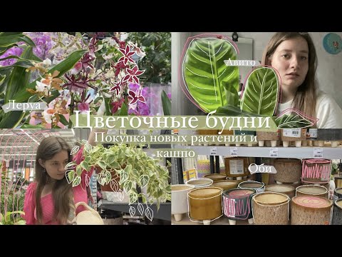 Видео: Зелёный VLOG || Покупаем растения в Леруа, Оби и на Авито