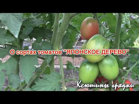 Видео: ЯПОНСКОЕ ДЕРЕВО