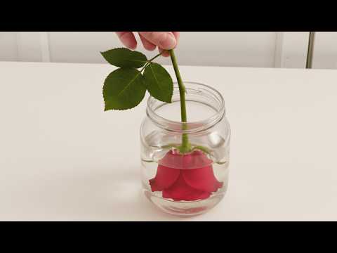 Видео: Не выбрасывайте увядшие розы! Превратите их в вечно увядающие цветы с помощью этого секретного трюка