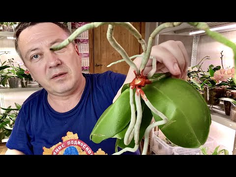 Видео: ОРХИДЕИ УКОРАЧИВАЮ ОСНОВАНИЕ для пересадки орхидеи только с воздушными корнями
