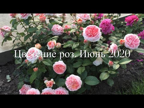 Видео: Цветение роз. Июнь 2020