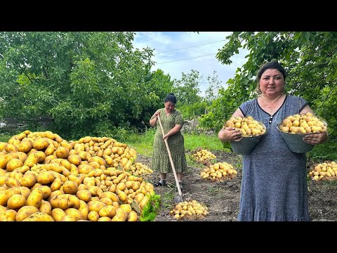 Видео: СБОР ТОНН КАРТОФЕЛЯ С САДА | ПРИГОТОВЛЕНИЕ ПЕРАШКИ И ШАХ-ПЛОВА