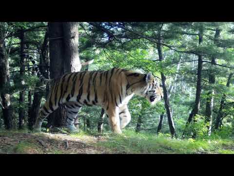 Видео: §12 "Лесопромышленный комплекс", География 9 класс, Полярная звезда