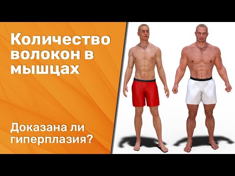 Видео: Доказана ли гиперплазия мышечных волокон у человека? Количество волокон в скелетных мышцах.