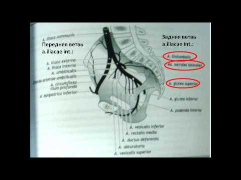 Видео: Артерии таза
