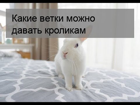 Видео: Какие ветки можно давать кроликам